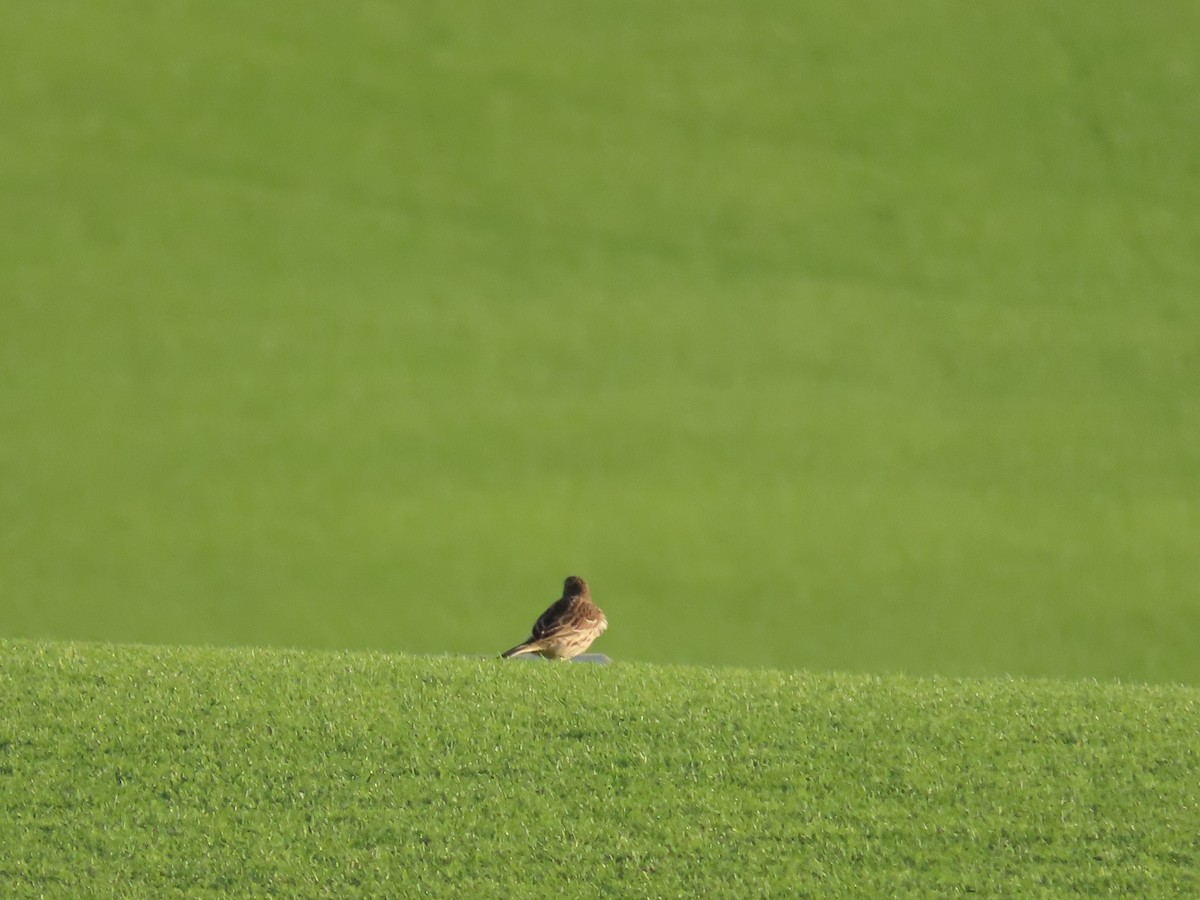 Red-throated Pipit - ML616422322