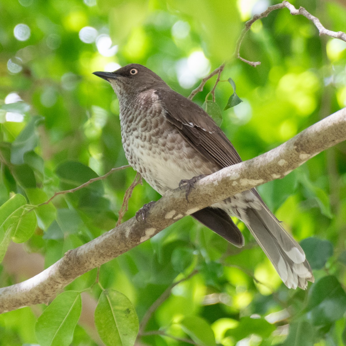 Scaly-breasted Thrasher - Peter North