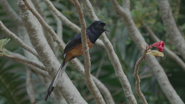 White-rumped Shama - ML616422337