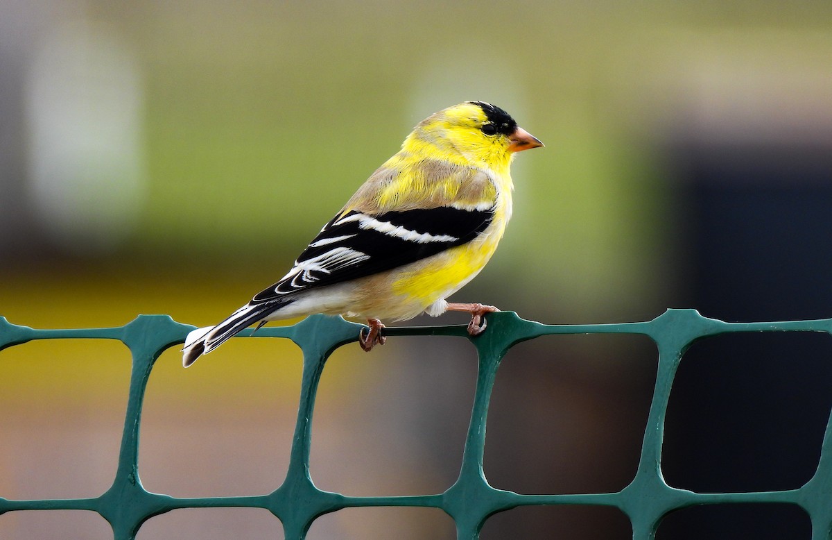 American Goldfinch - Sophie Dismukes