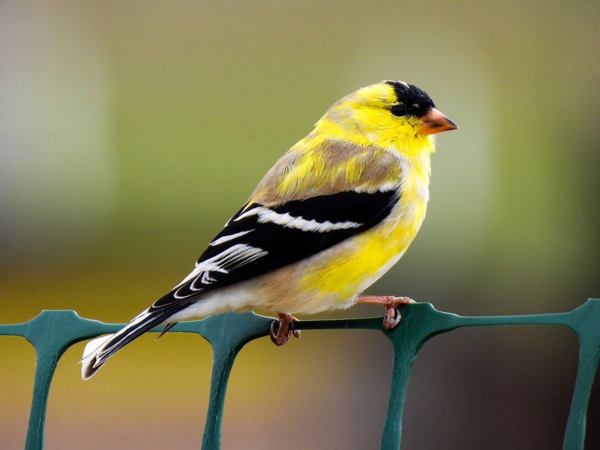 Chardonneret jaune - ML616422459