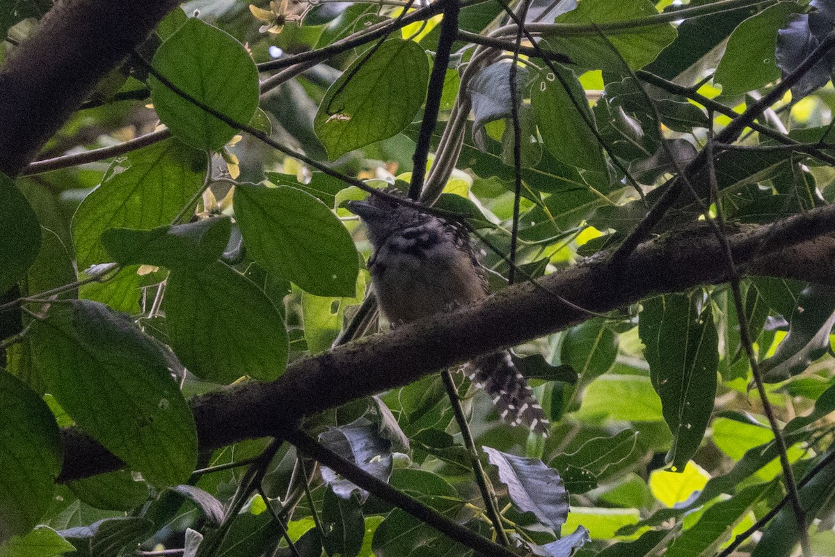 Spot-backed Antshrike - ML616422466