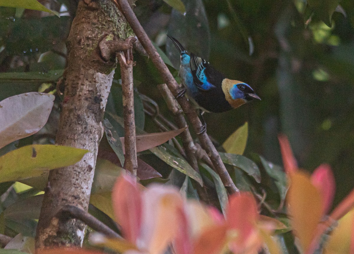 Golden-hooded Tanager - ML616422469