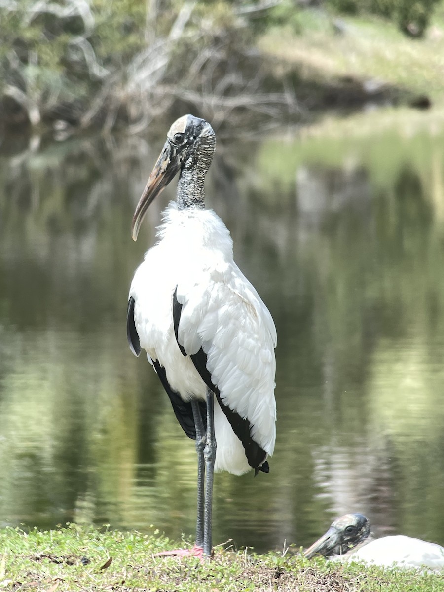 Wood Stork - ML616422483