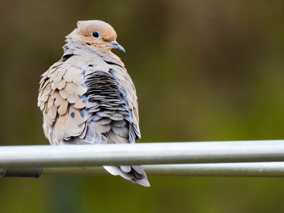 Mourning Dove - ML616422485