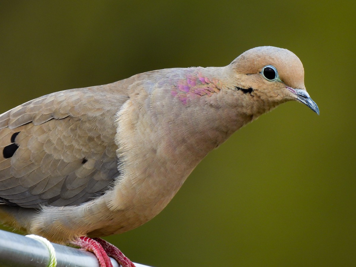 Mourning Dove - ML616422487