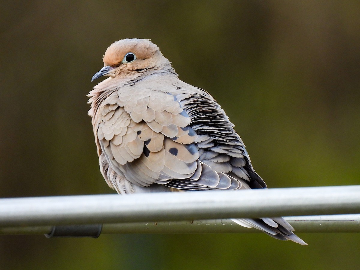 Mourning Dove - Sophie Dismukes