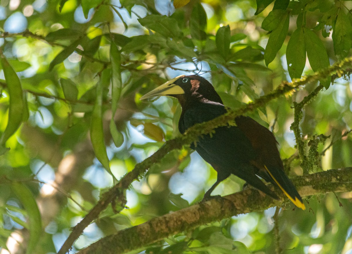 Chestnut-headed Oropendola - ML616422504