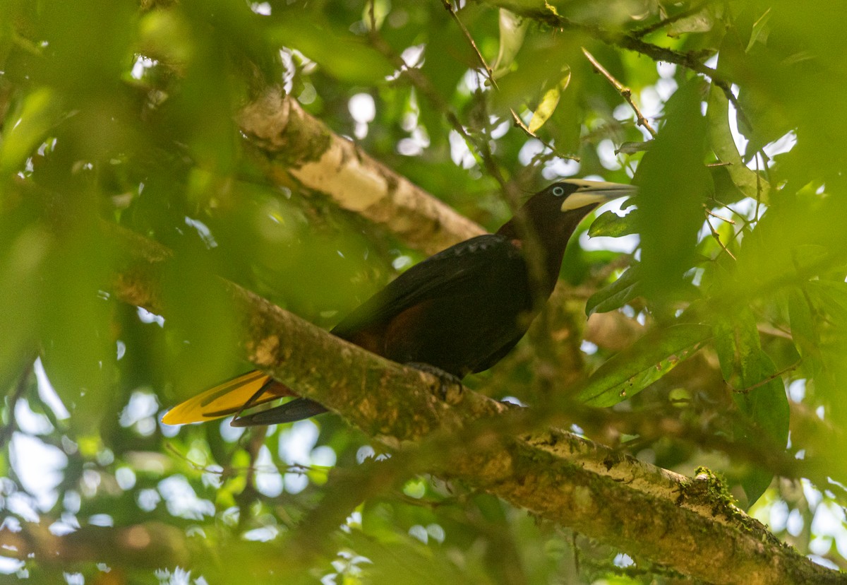 Chestnut-headed Oropendola - ML616422508