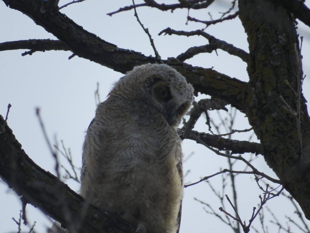 Great Horned Owl - Avital Shalev