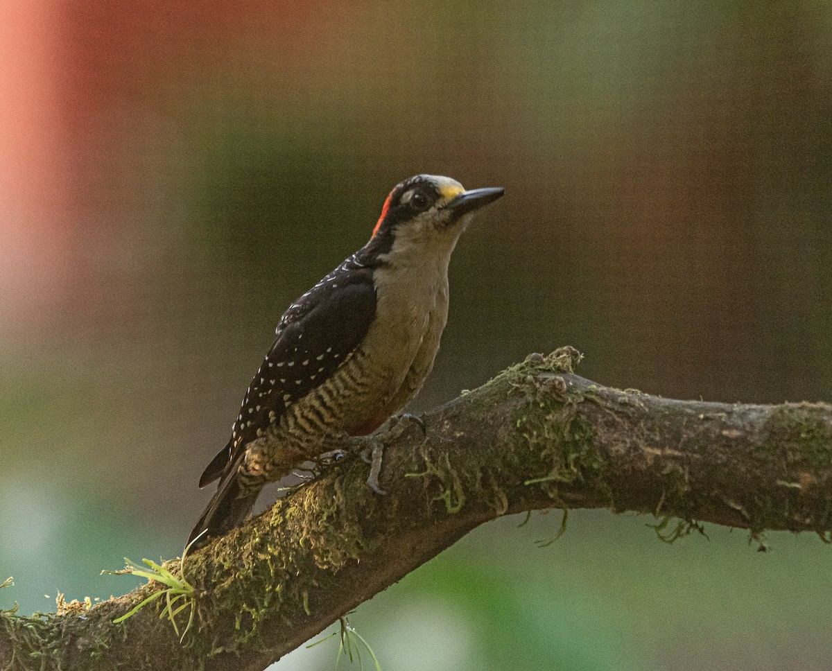 Black-cheeked Woodpecker - ML616422529