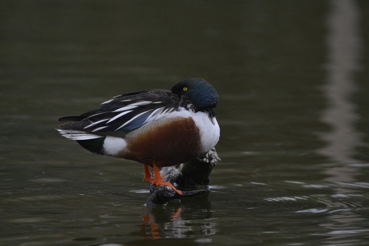 Northern Shoveler - ML616422576