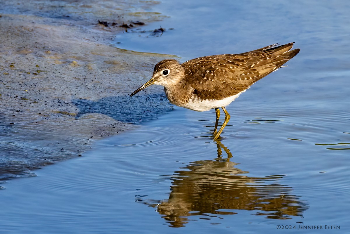 Solitary Sandpiper - ML616422583