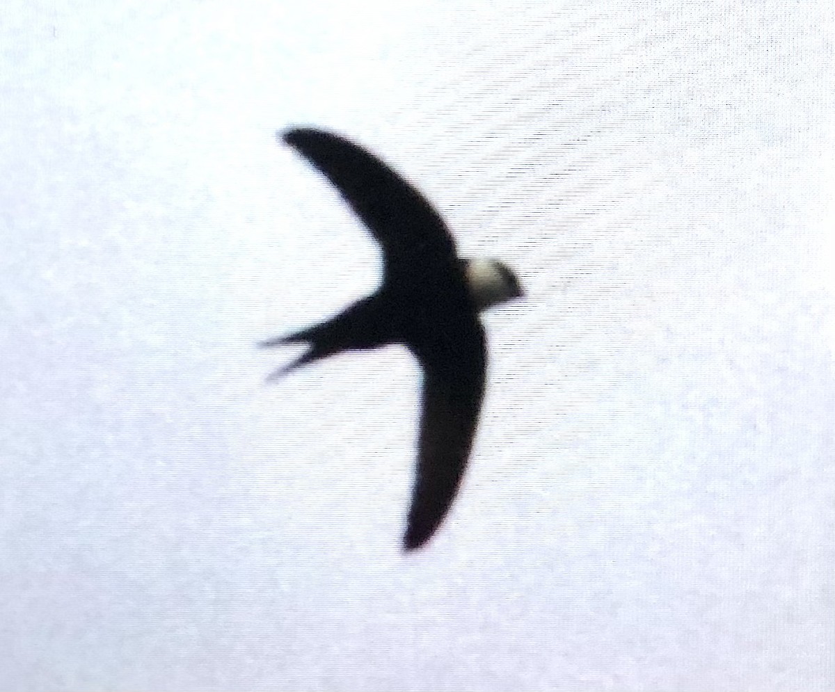 Lesser Swallow-tailed Swift - ML616422587
