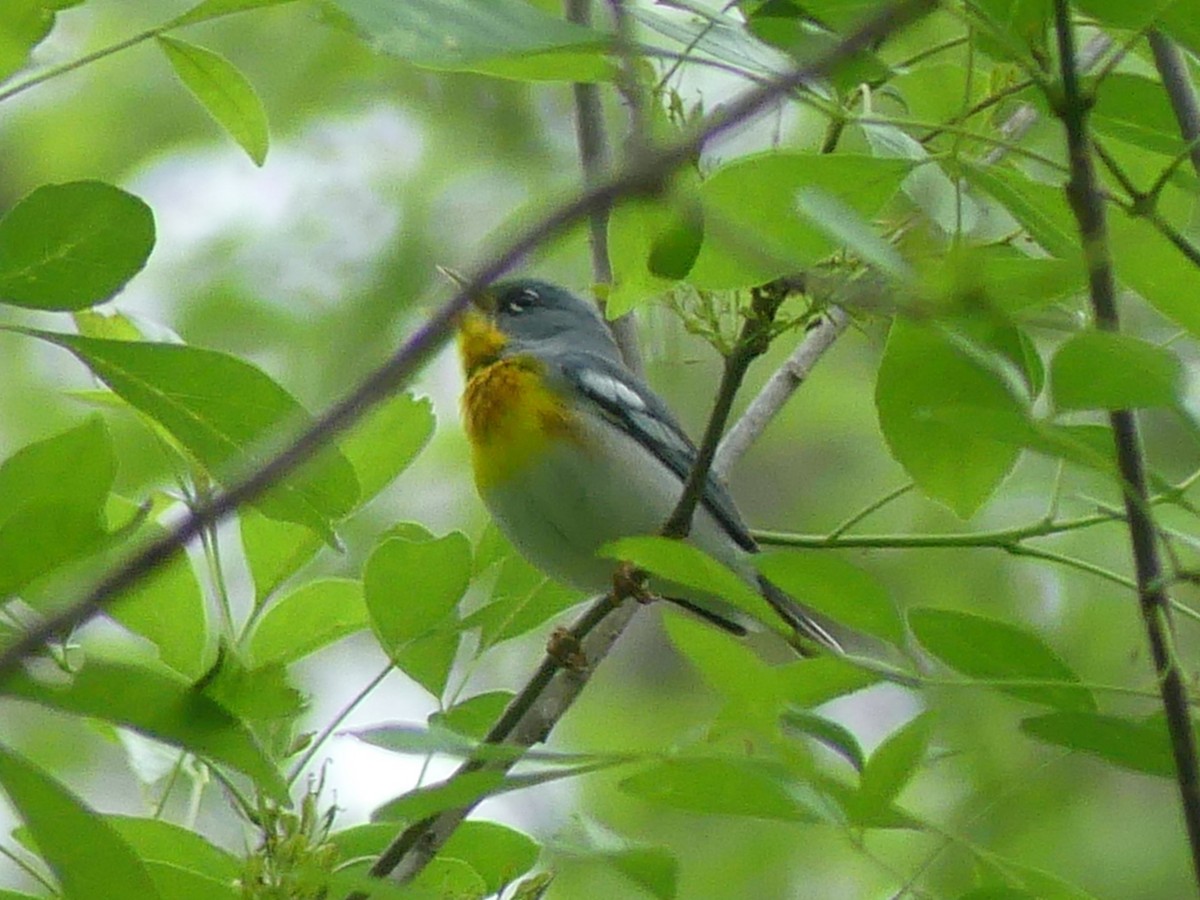 Northern Parula - ML616422596