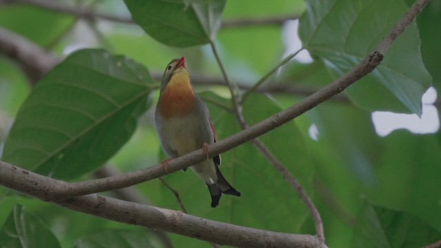 Red-billed Leiothrix - ML616422603