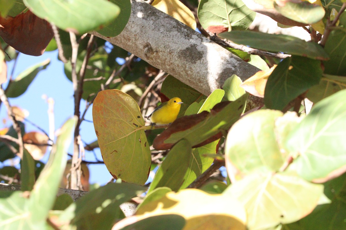 Prothonotary Warbler - Yohn Villalta