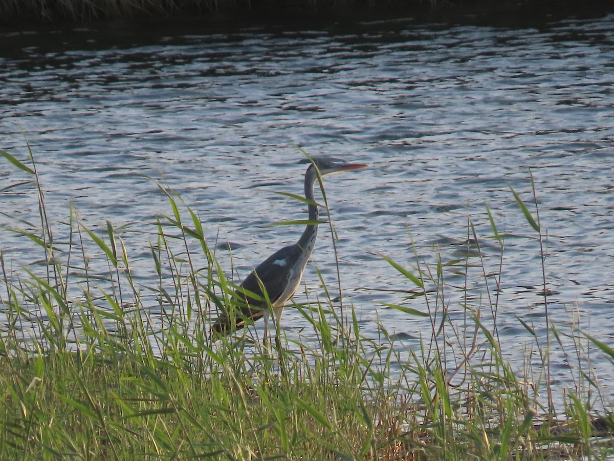 Gray Heron - ML616422623