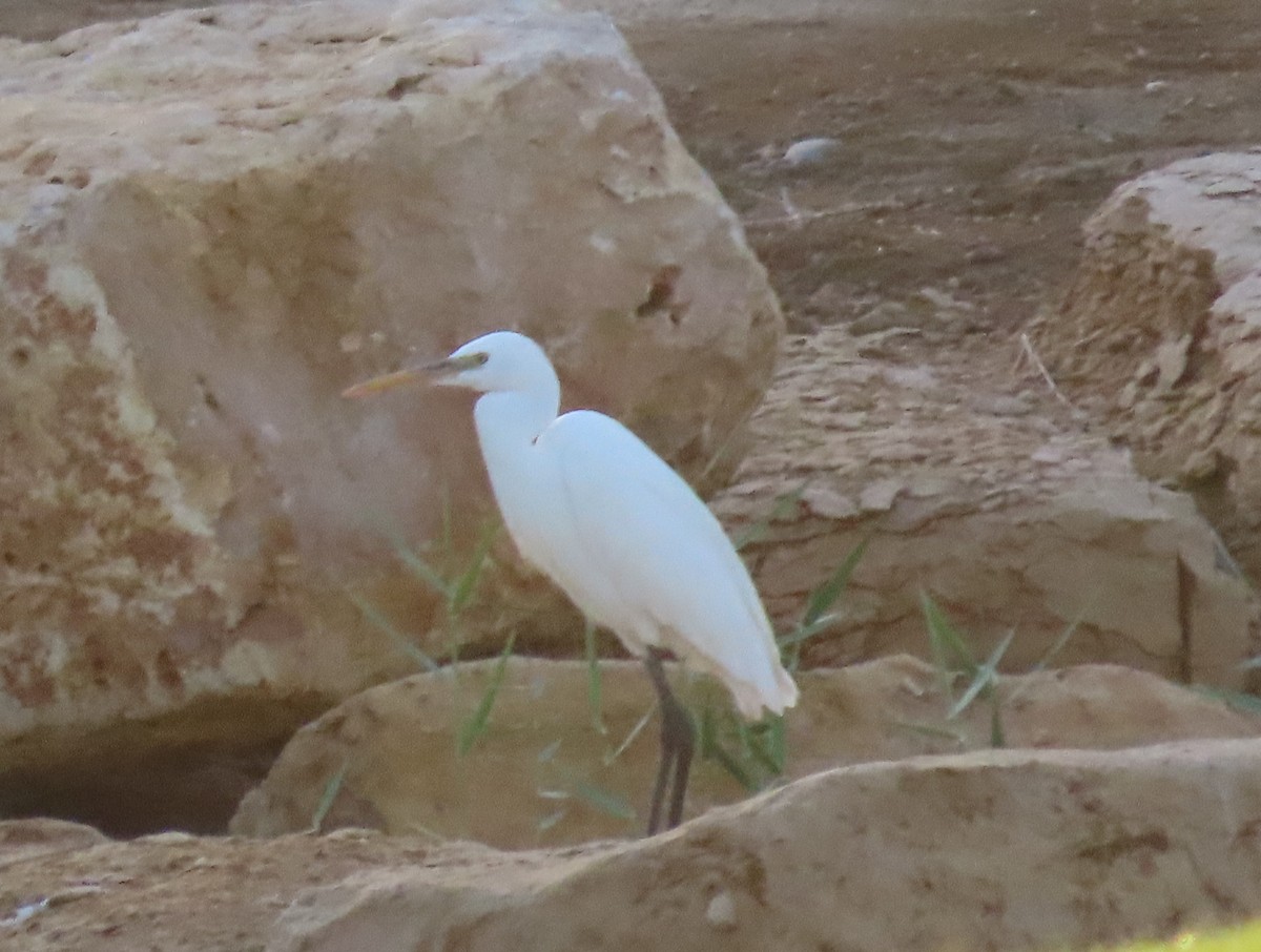 Western Reef-Heron - Ute Langner