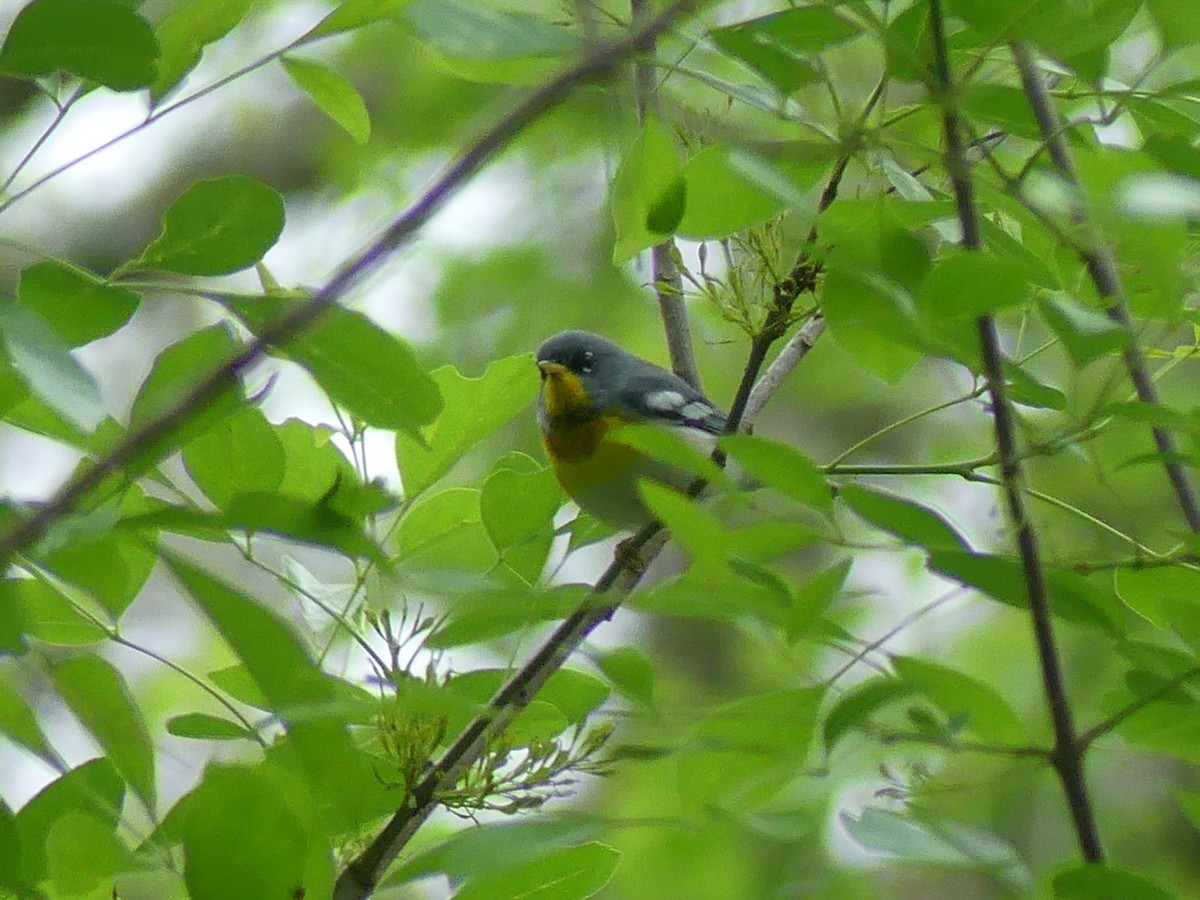 Northern Parula - ML616422662