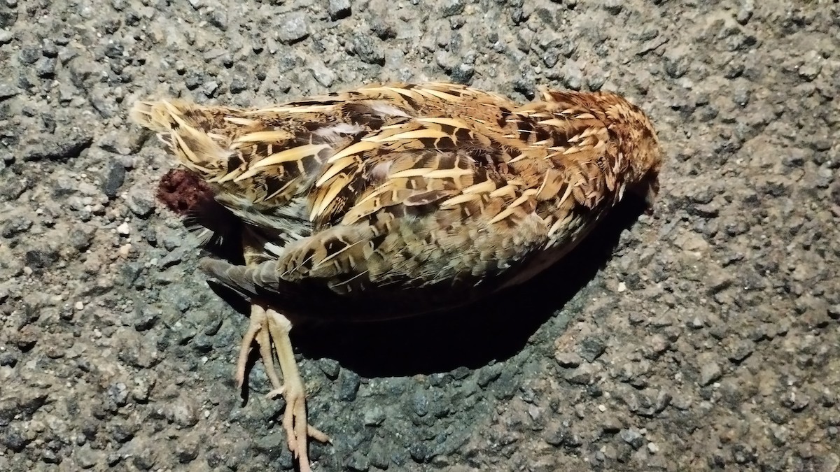 Rain Quail - ML616422665