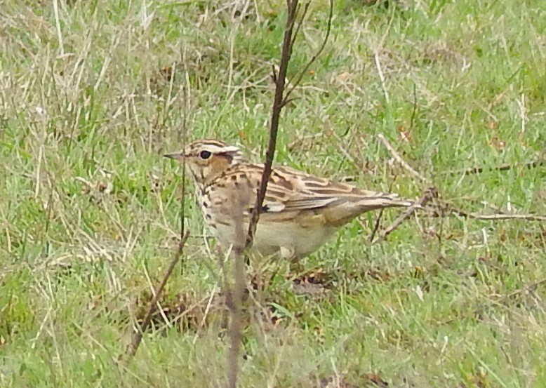 Wood Lark - ML616422713