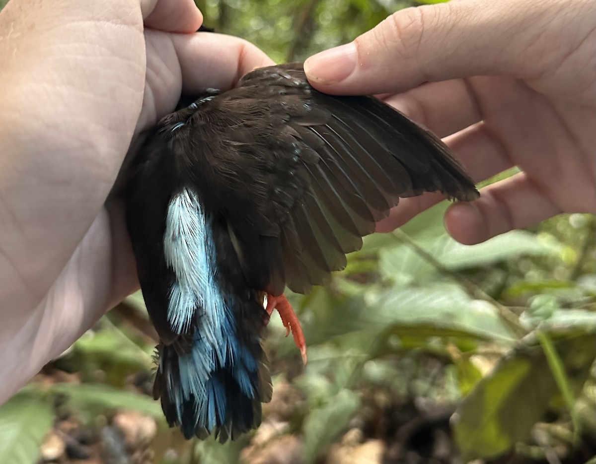 Malaysian Blue-banded Kingfisher - ML616422729