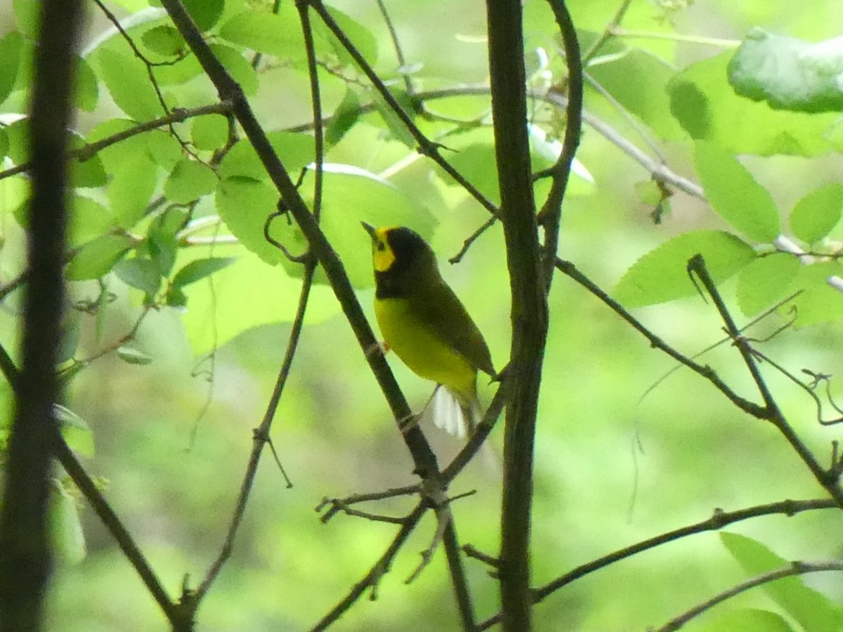 Hooded Warbler - ML616422749