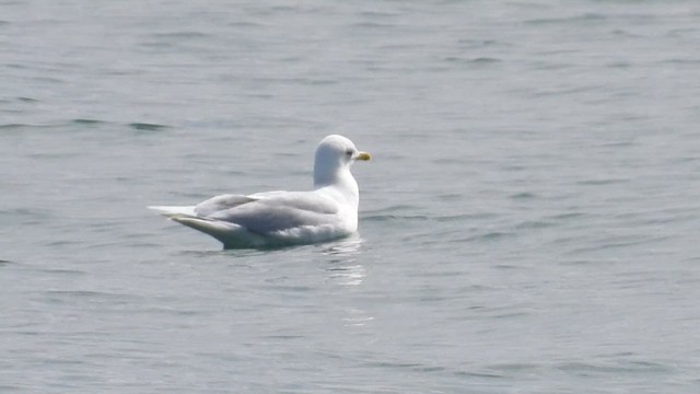 Gaviota Groenlandesa - ML616422766