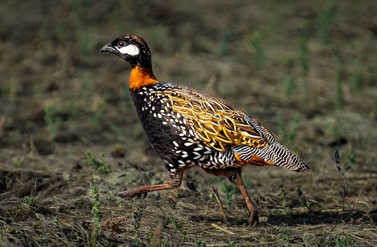 Black Francolin - Subhamoy Chatterjee