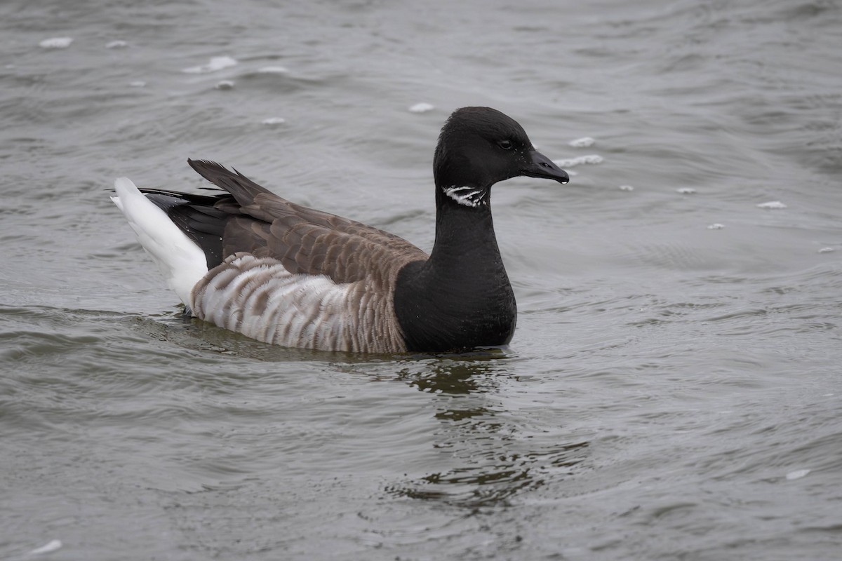 Branta musubeltza - ML616422808