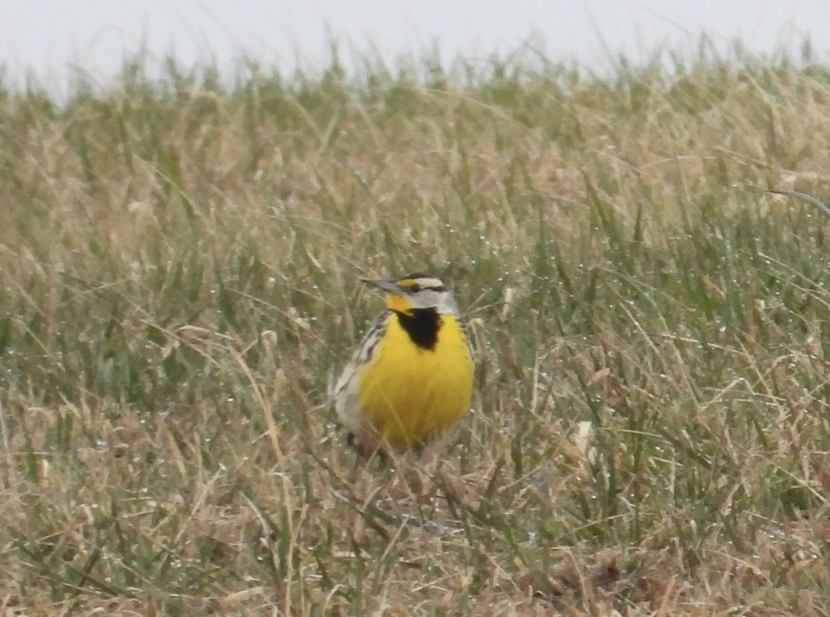 Eastern Meadowlark - ML616422813