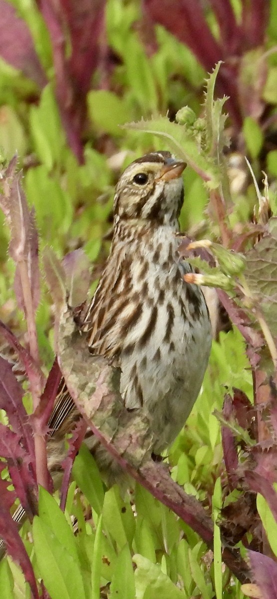 Savannah Sparrow - ML616422820