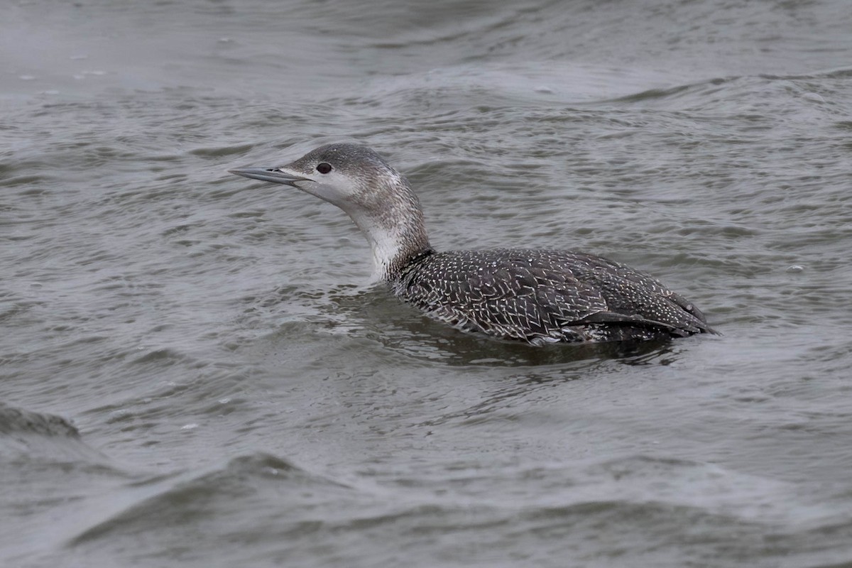 Red-throated Loon - Dominic Ricci