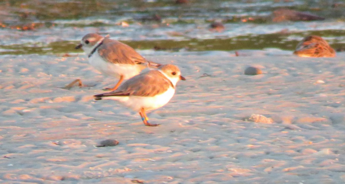 Piping Plover - ML616422839