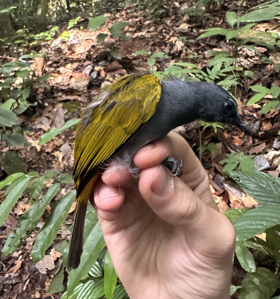 Bulbul Ventrigrís - ML616422886