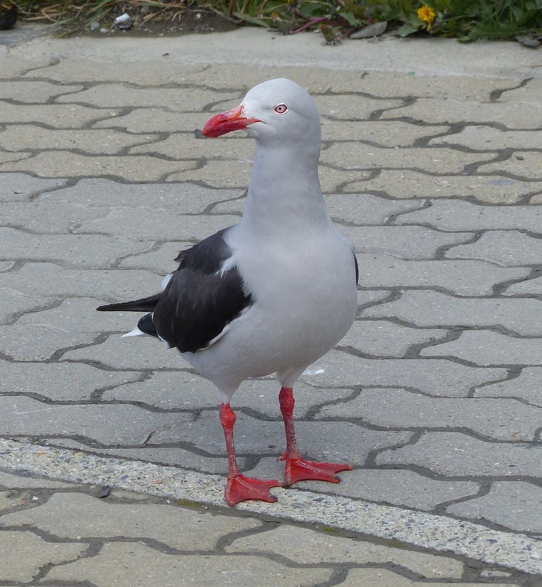 Dolphin Gull - ML616422898