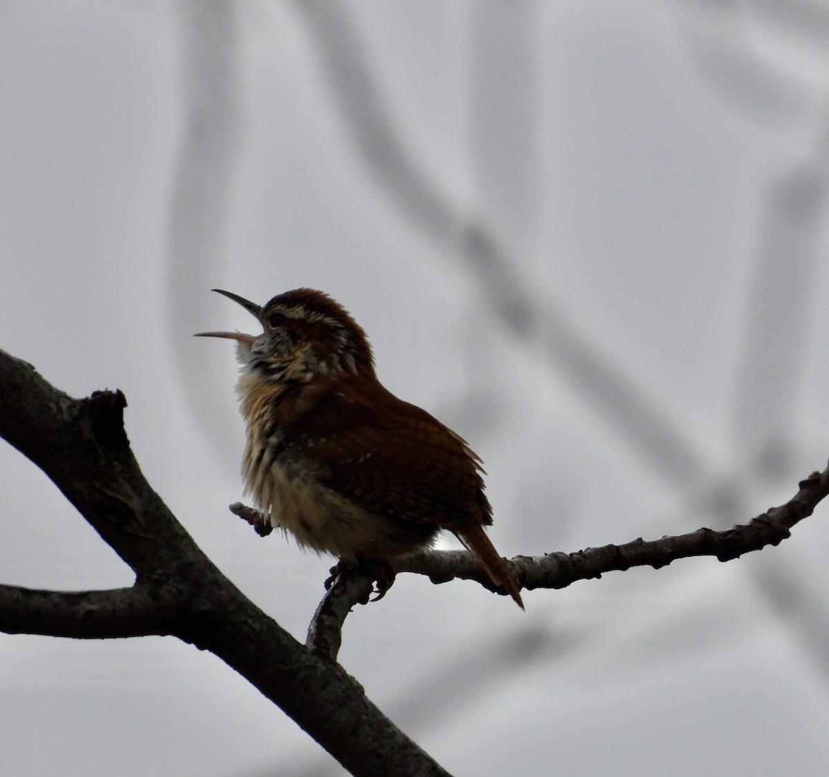 Carolina Wren - ML616422911