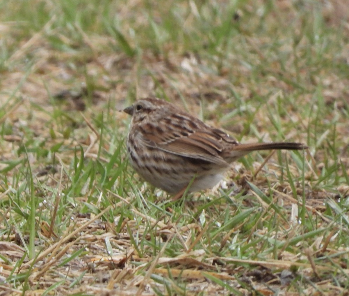 Song Sparrow - ML616422941