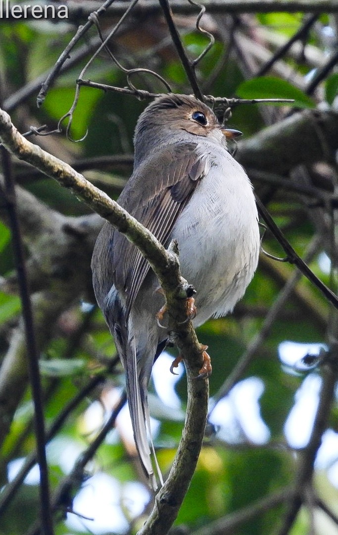 Cuban Solitaire - Orlando Llerena