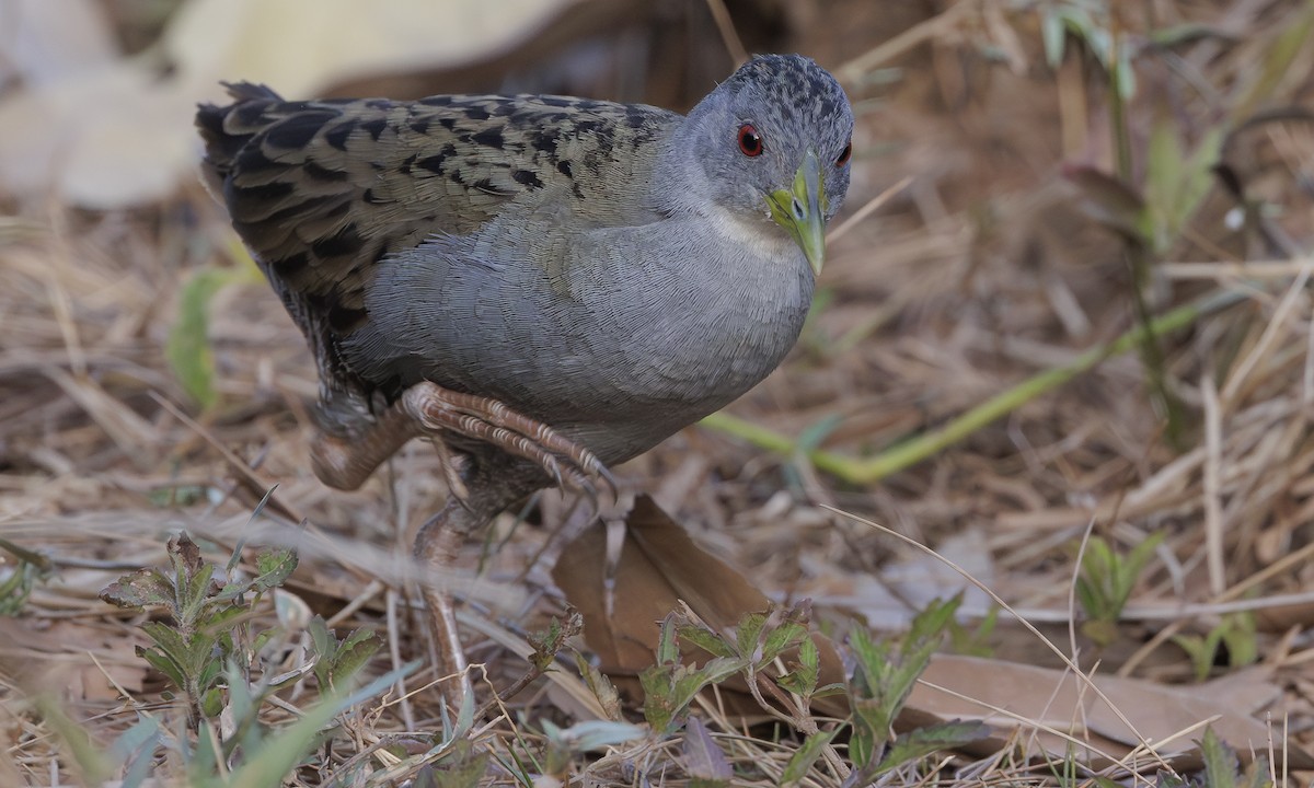 Ash-throated Crake - ML616422986