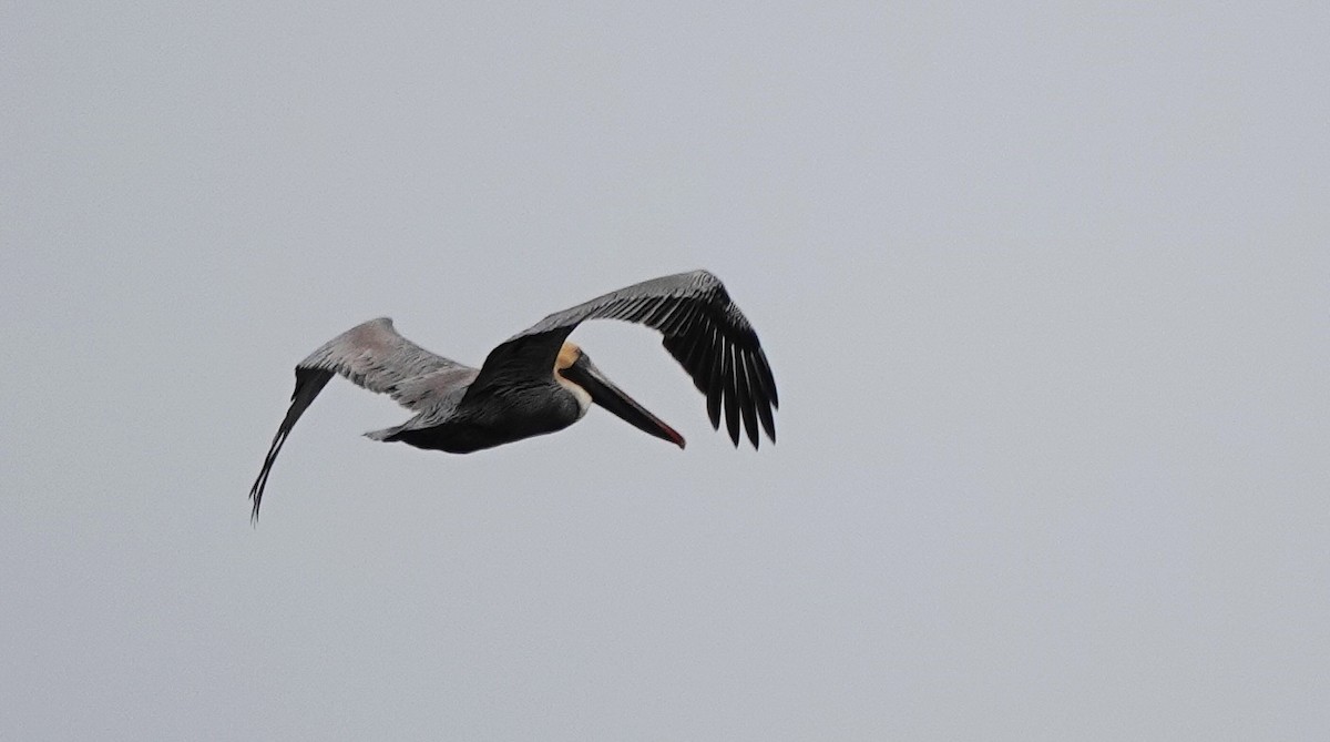 Brown Pelican - ML616423010