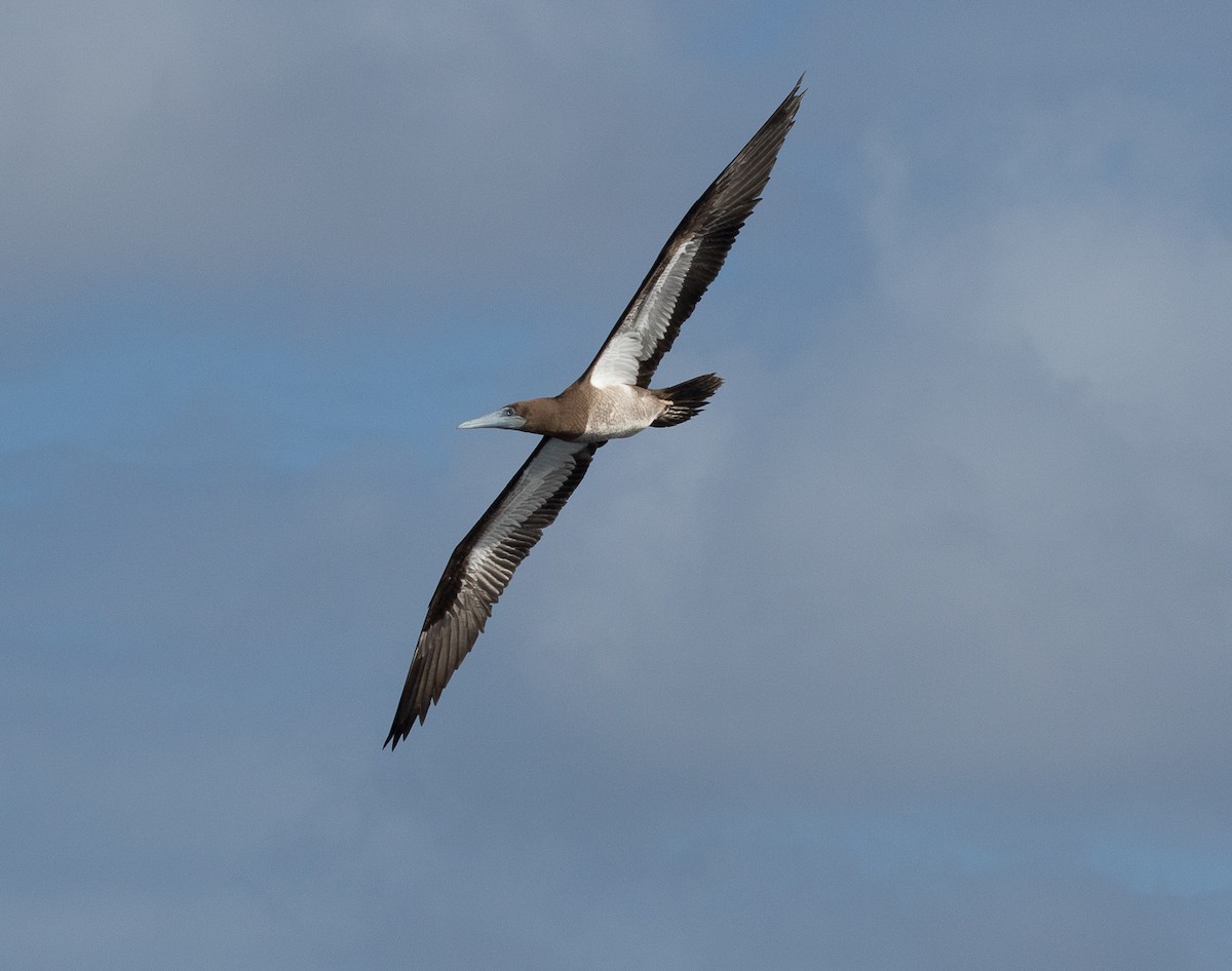 Brown Booby - ML616423018