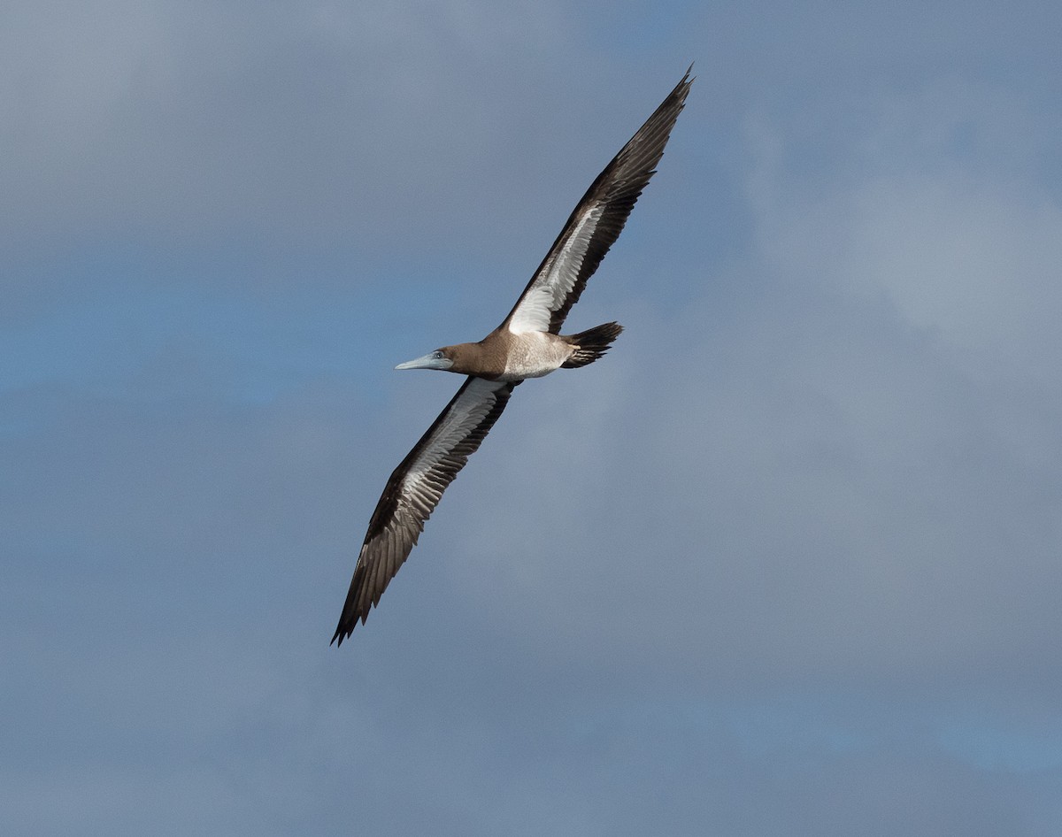 Brown Booby - Scott France