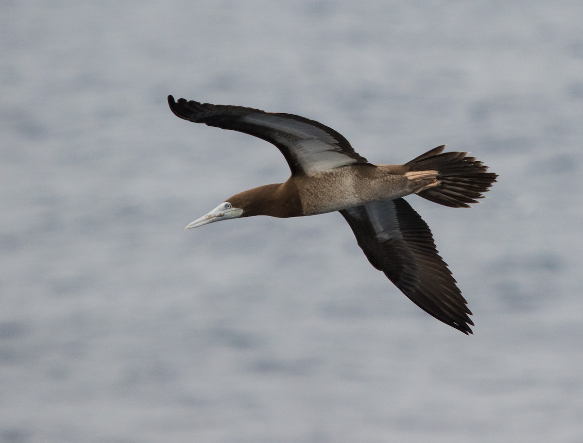 Brown Booby - ML616423019