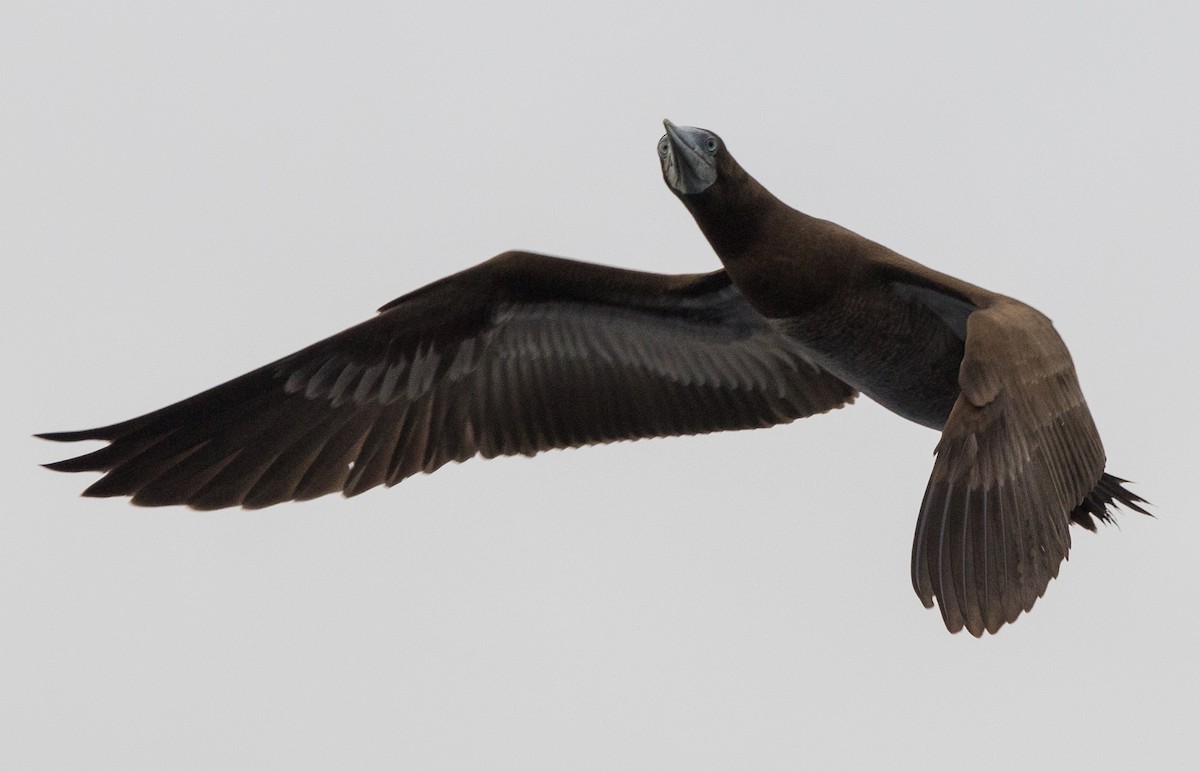 Brown Booby - ML616423020