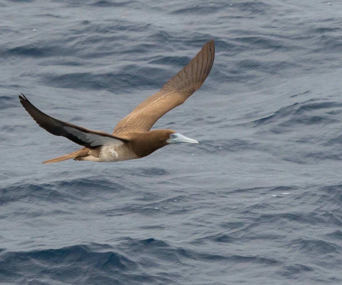 Brown Booby - ML616423021