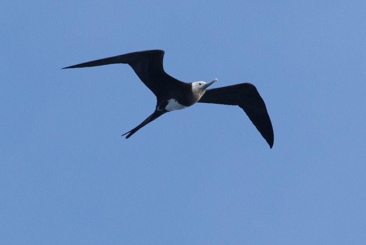 Great Frigatebird - ML616423076