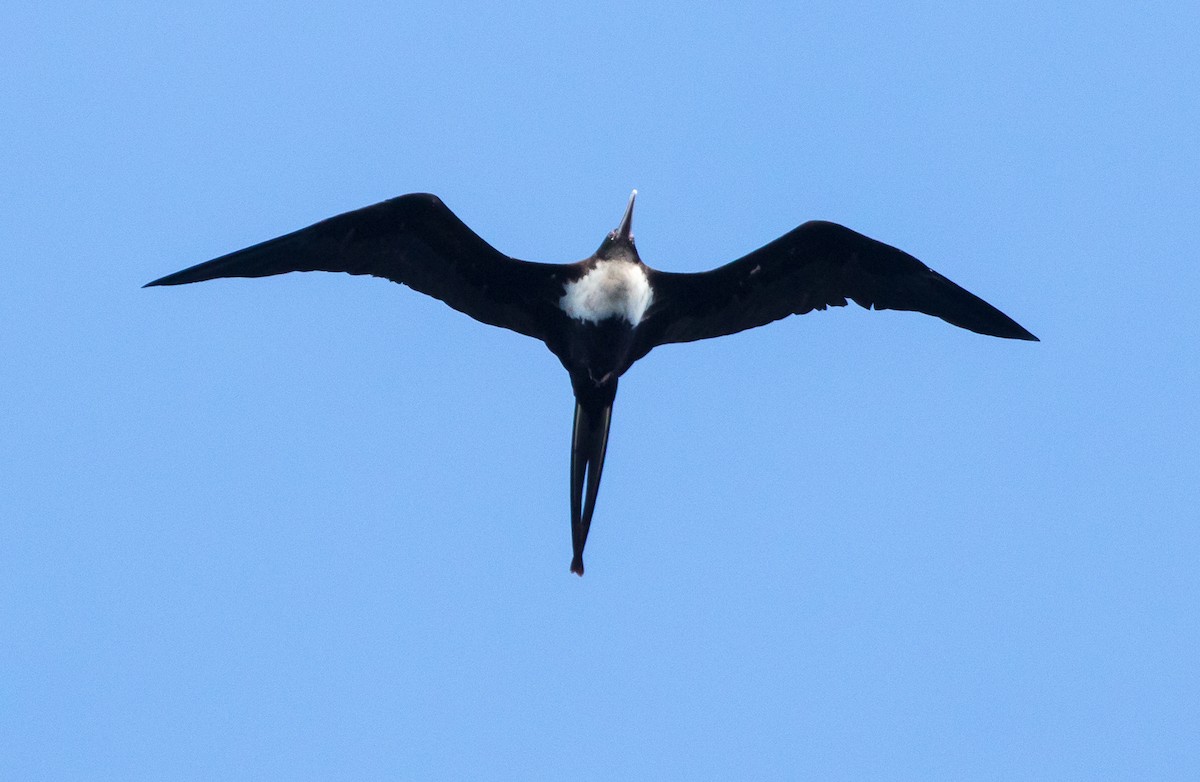 Great Frigatebird - ML616423077