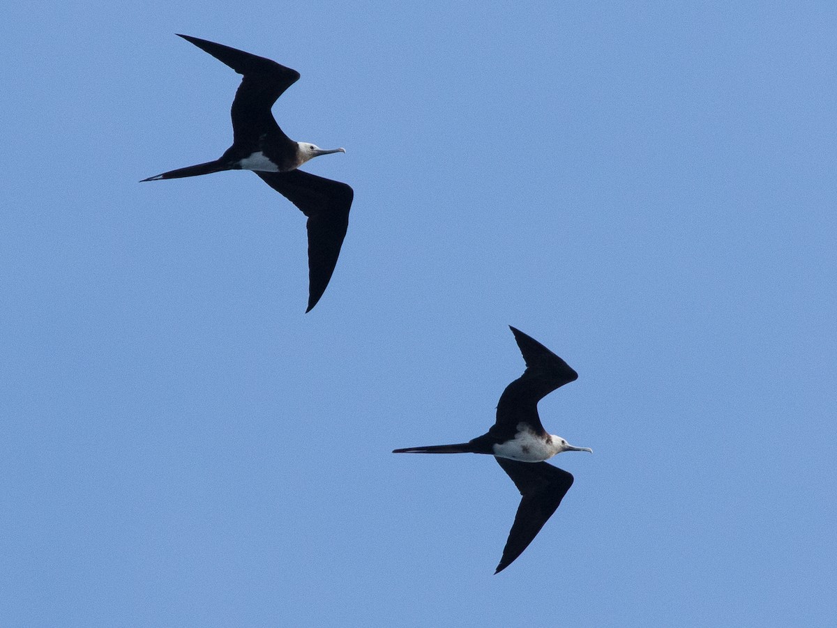 Great Frigatebird - ML616423078